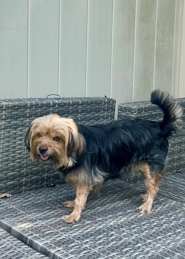 An adult small-sized female Yorkshire Terrier dog named Taz for adoption in Skillman, NJ