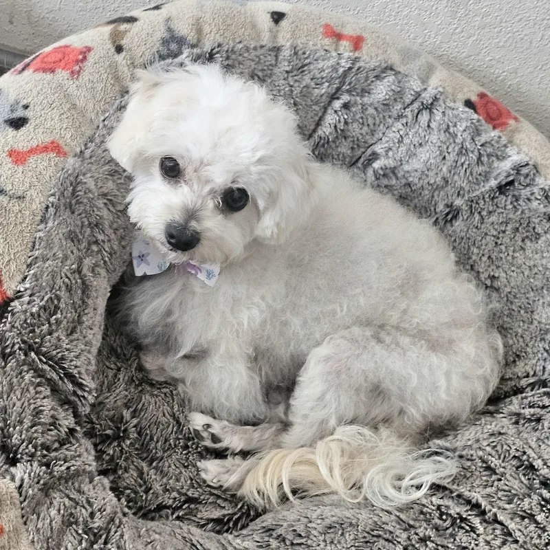 An adult small-sized male White / Cream Poodle (Toy) dog named Coco for adoption in Greenfield, CA