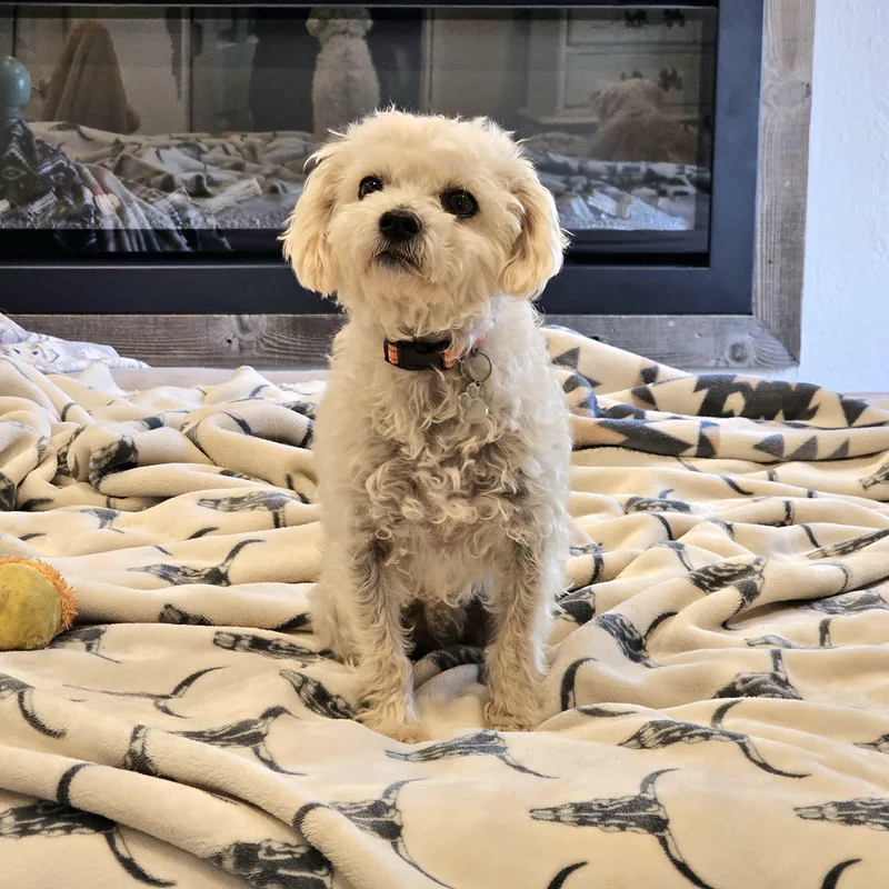 Coco thumbnail 4