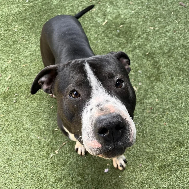 Blackout thumbnail 2