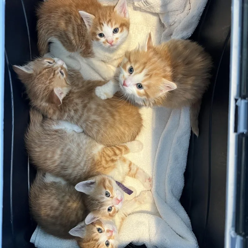 A baby small-sized male Orange / Red Domestic Short Hair cat named Eddie for adoption in Chesapeake, VA