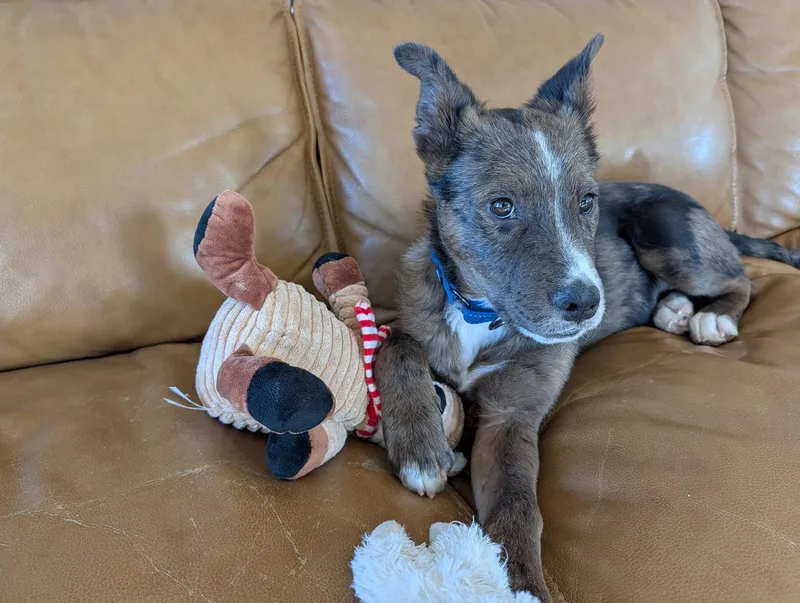 Maverick thumbnail 2