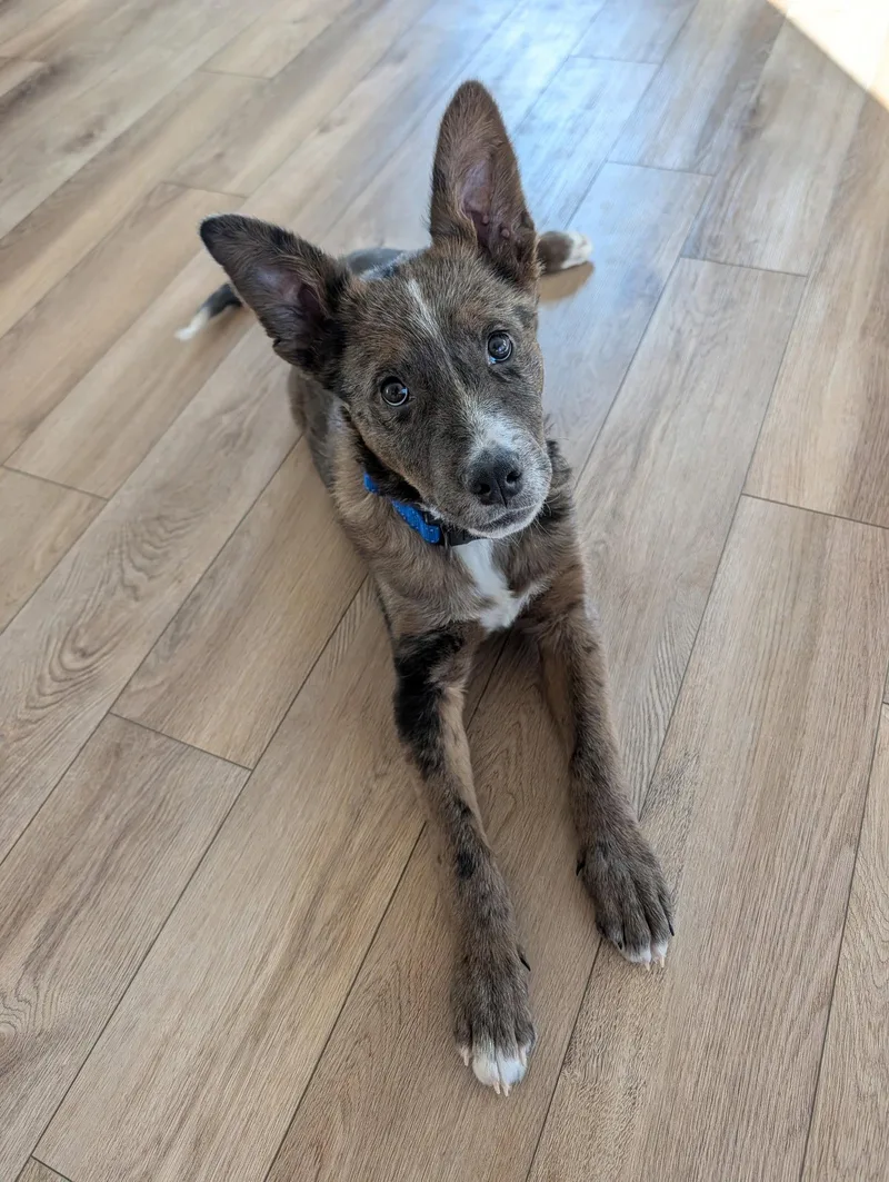 Maverick thumbnail 3