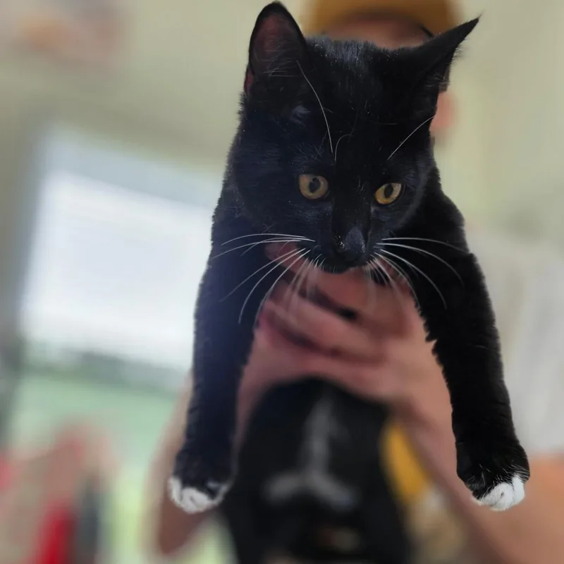 A baby medium-sized female Black Domestic Short Hair cat named Litzie for adoption in Chapel Hill, NC