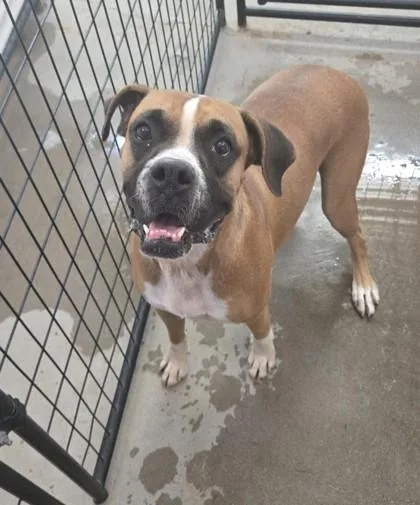 An adult medium-sized female Brown / Chocolate Boxer dog named Frida for adoption in El Paso, TX