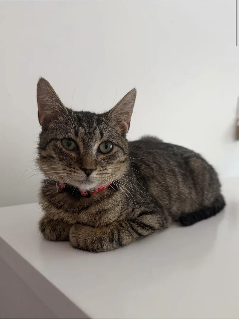 Frankie