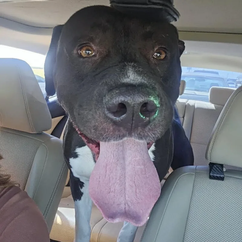 Angus