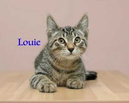 A baby small-sized male Domestic Medium Hair cat named Louie for adoption in Parma, OH