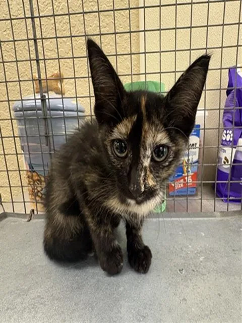 A baby small-sized female Domestic Short Hair cat named Annie for adoption in Fort Myers, FL