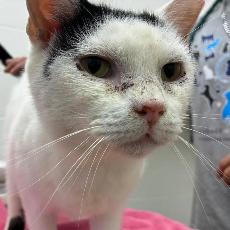 A senior medium-sized male White Domestic Short Hair cat named Jensen for adoption in Corpus Christi, TX