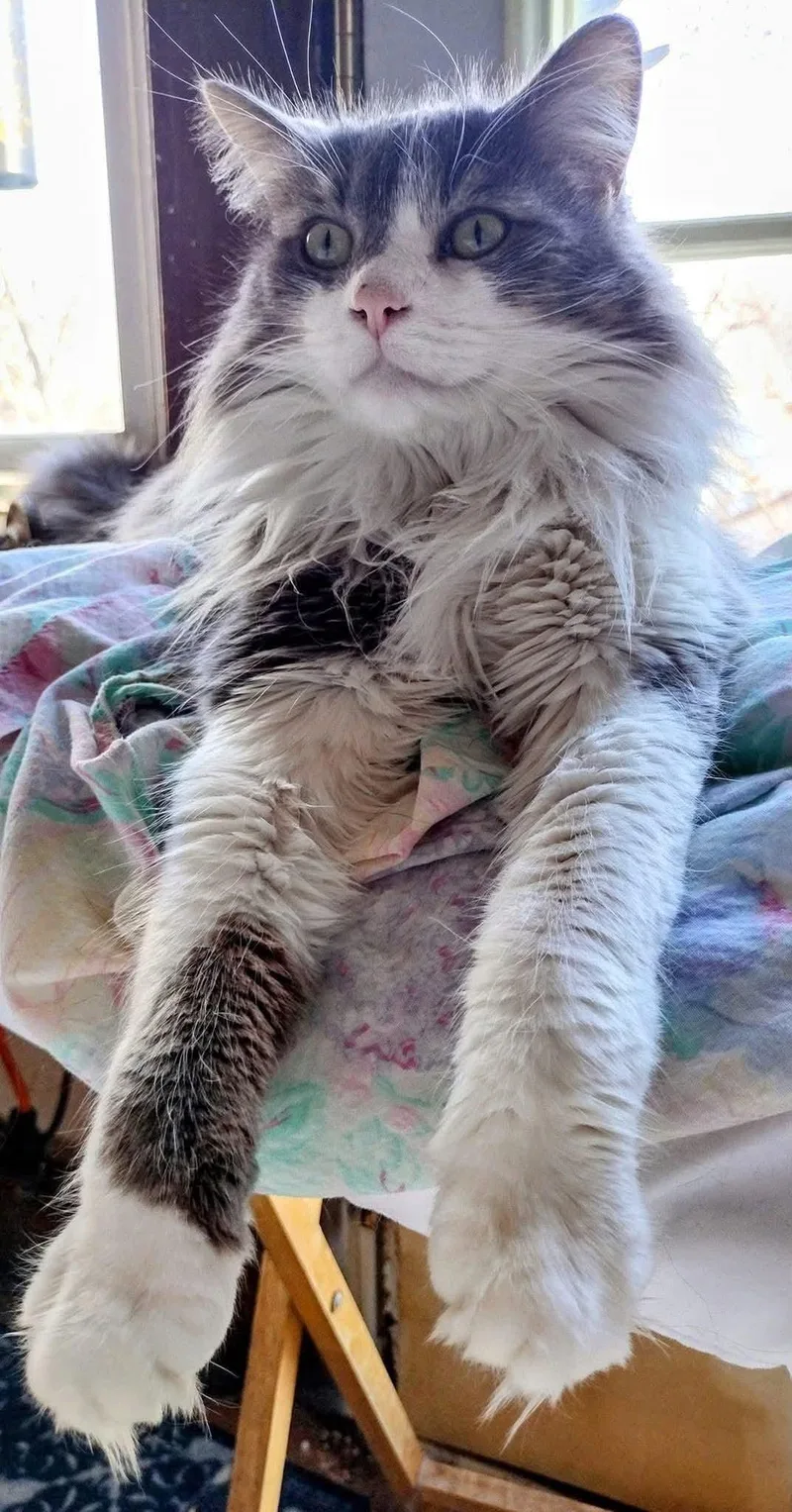 An adult large-sized male Domestic Long Hair cat named Buddy CP for adoption in New Baltimore, MI