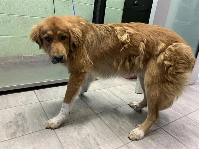 A young large-sized male Great Pyrenees dog named Danny for adoption in Grand Prairie, TX