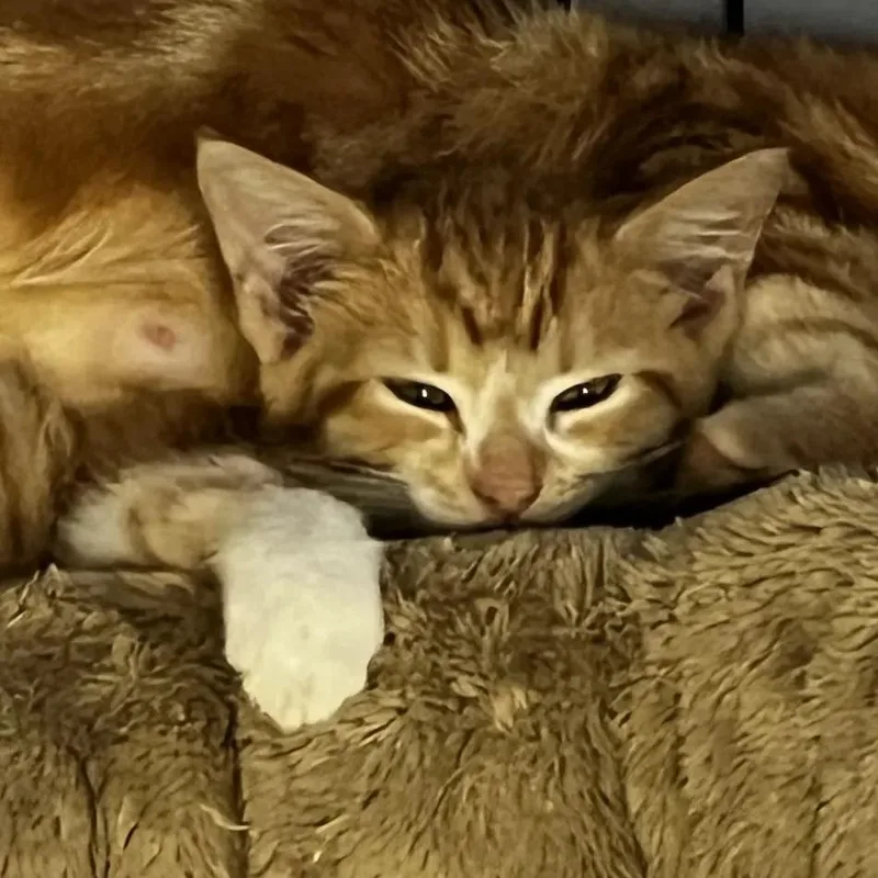A baby small-sized female Orange / Red Domestic Short Hair cat named Anna for adoption in Lynchburg, VA