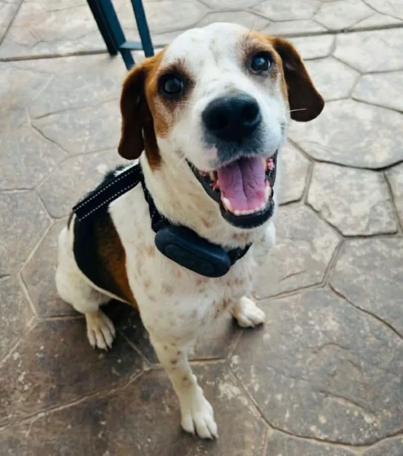 A young small-sized male White / Cream Beagle dog named Gregarious Mr Georgio ~ for adoption in Albuquerque, NM