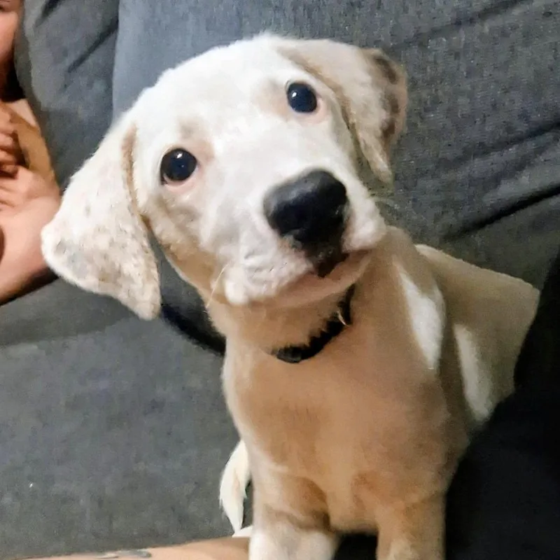 A baby small-sized male White / Cream Terrier dog named Donkey for adoption in West Plains, MO