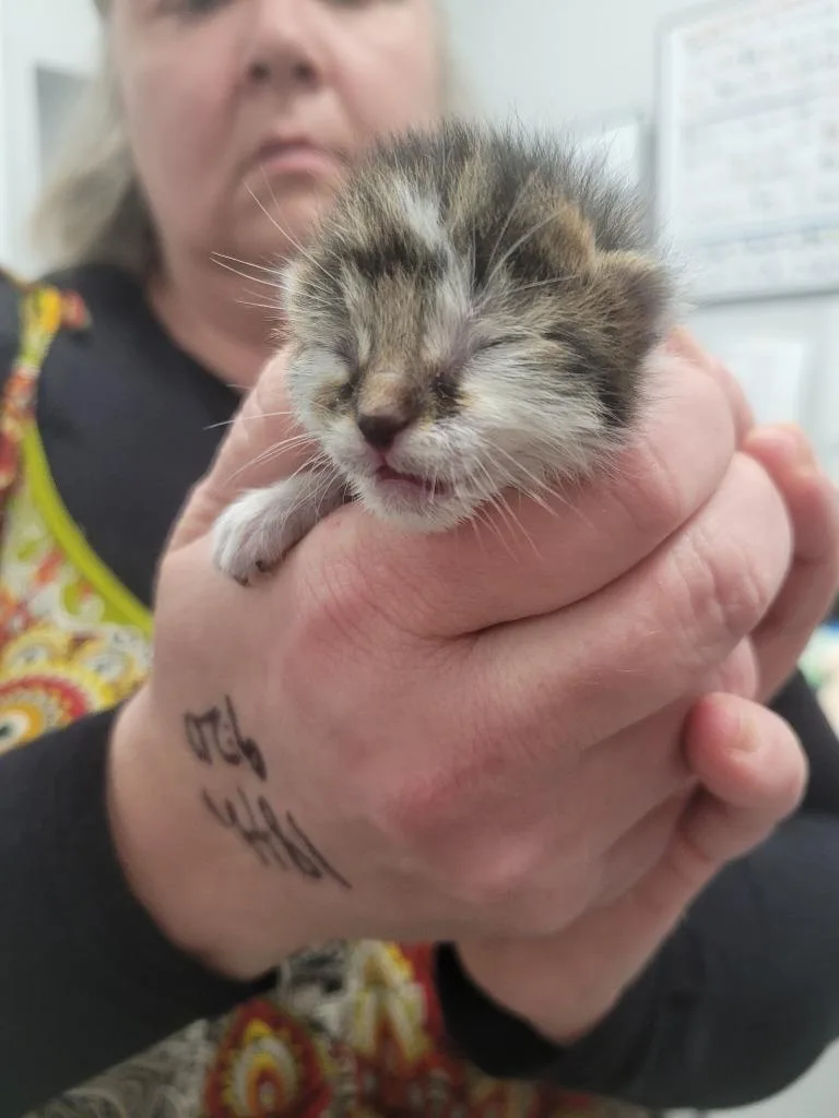 A baby small-sized male Domestic Short Hair cat named Kix for adoption in Angola, IN