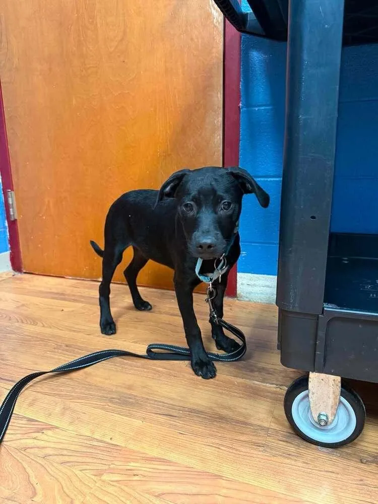 A baby medium-sized male Terrier dog named Franklin for adoption in Candler, NC