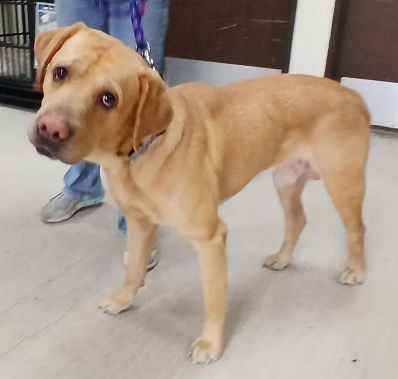An adult large-sized male Golden Mixed Breed dog named Clint for adoption in Miller Beach, IN