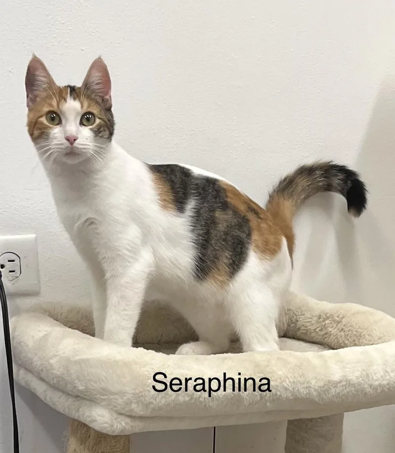 Seraphina thumbnail 2