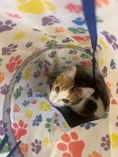 Seraphina thumbnail 3