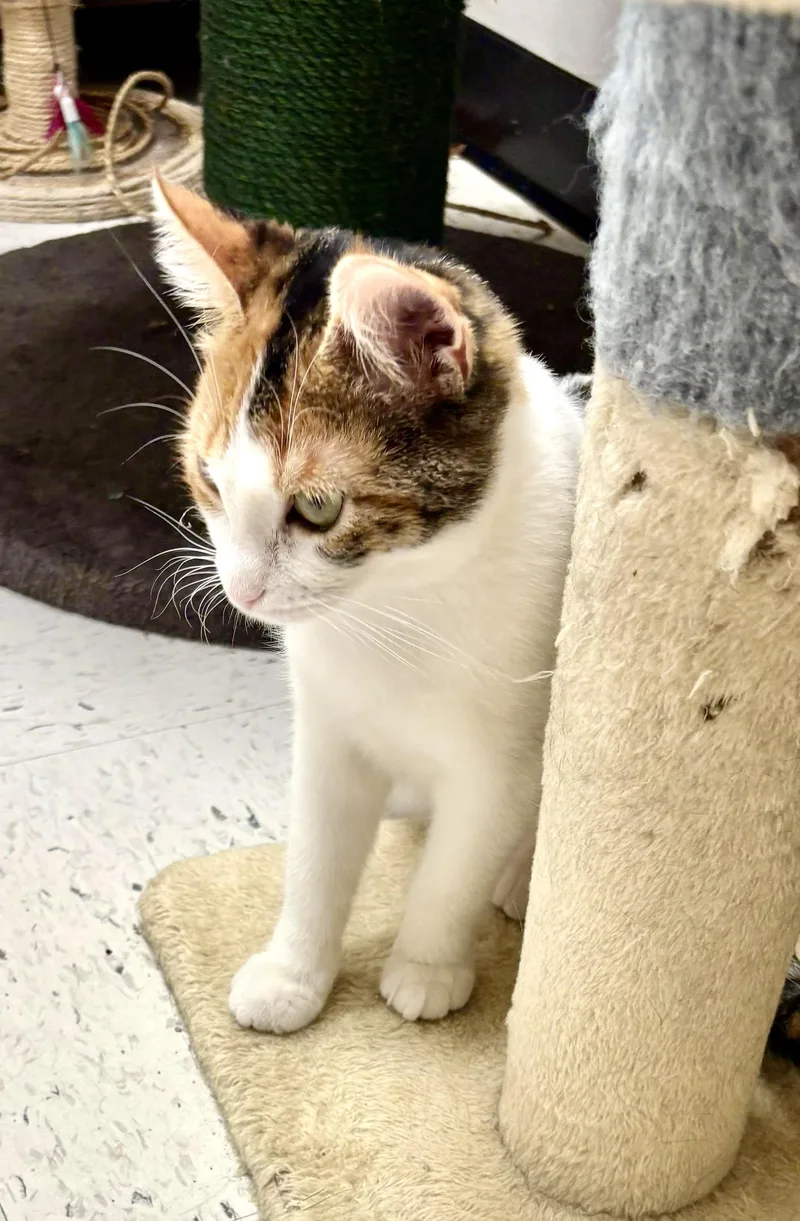 Seraphina thumbnail 4