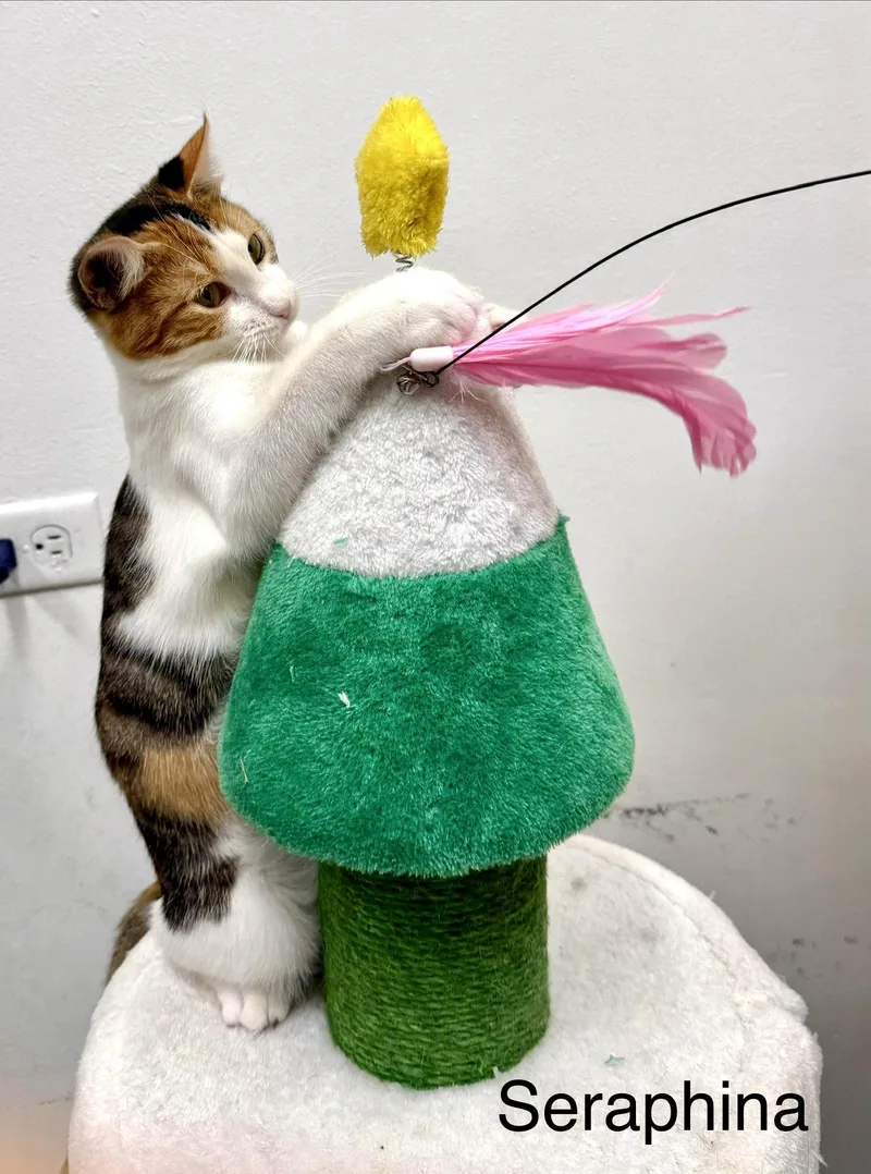 Seraphina thumbnail 6