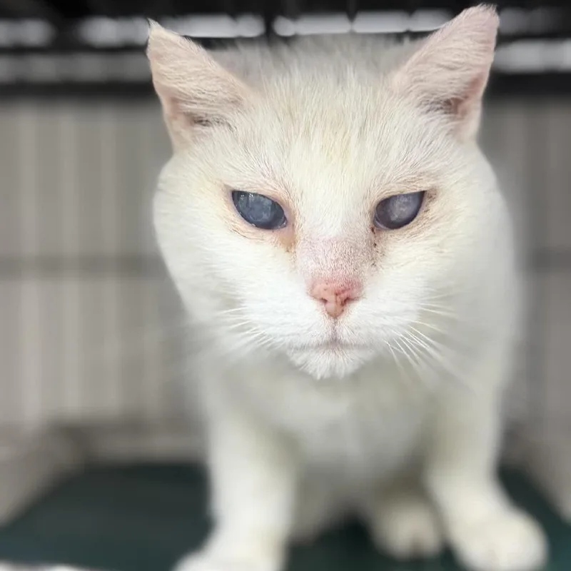 A senior medium-sized male White Domestic Short Hair cat named Snowman for adoption in Pasadena , MD