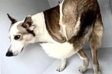 An adult large-sized male Husky dog named A for adoption in Houston, TX