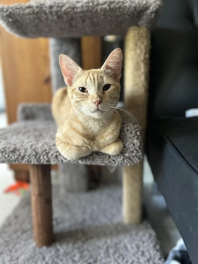 Sweetheart thumbnail 2