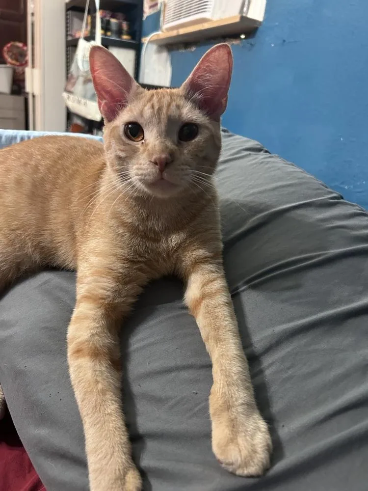 Sweetheart thumbnail 3