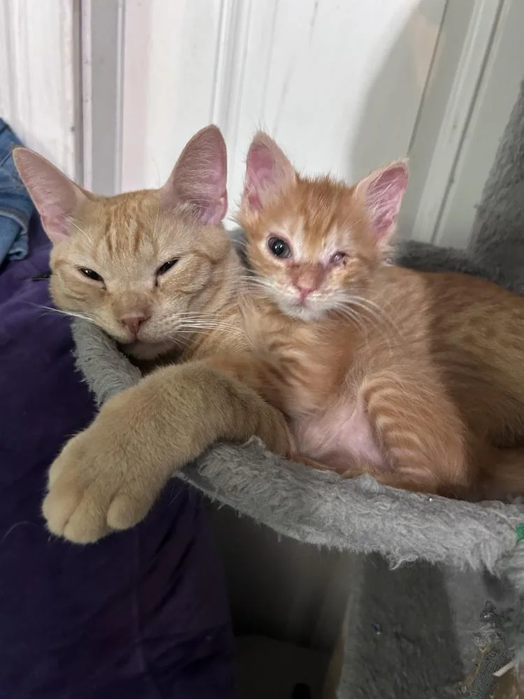 Sweetheart thumbnail 5