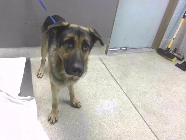A young large-sized male German Shepherd Dog dog named Duke for adoption in Tallahassee, FL