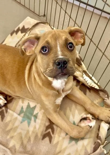 A baby small-sized male Pit Bull Terrier dog named King for adoption in New Orleans, LA