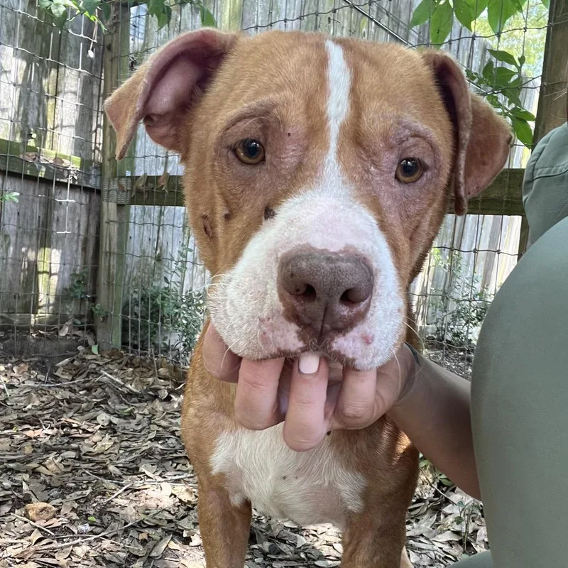 An adult medium-sized male Red / Chestnut / Orange Pit Bull Terrier dog named Farin for adoption in Spring, TX