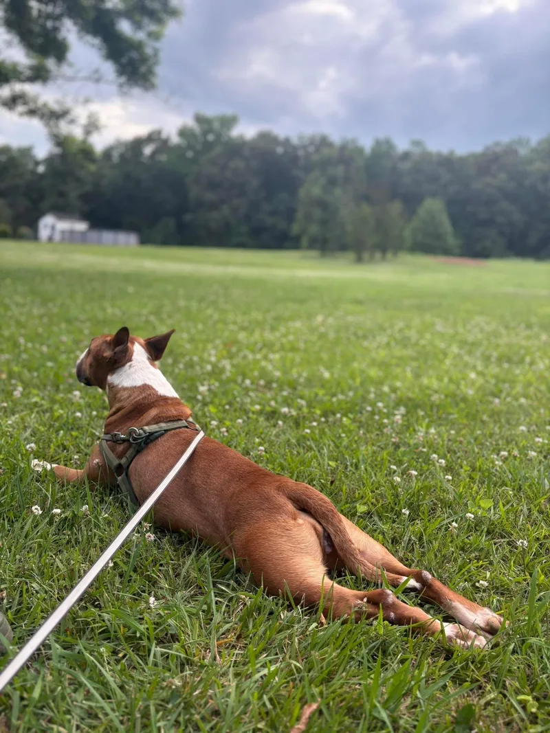 An adult large-sized female Bull Terrier dog named Trouble for adoption in New York, NY