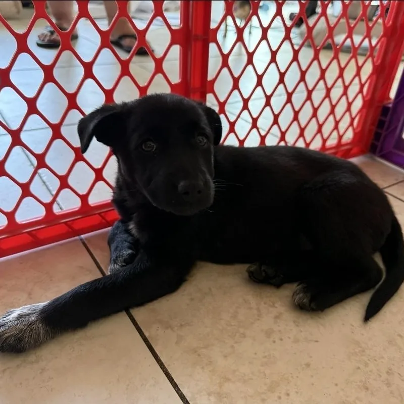 A baby medium-sized female Black Cattle Dog dog named Socks for adoption in Brentwood, CA