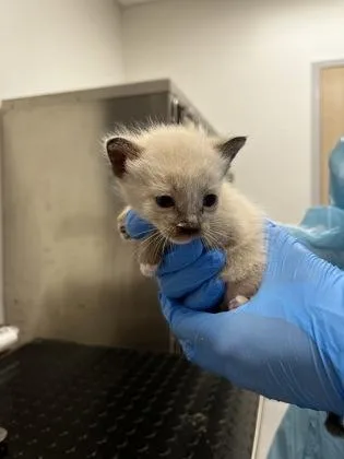 A baby small-sized male Siamese cat named Supermarket for adoption in Roseville, CA