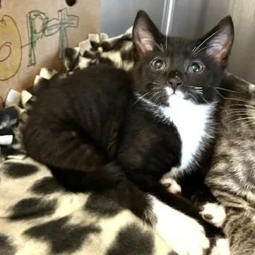 A baby small-sized male Black Domestic Short Hair cat named Aaron for adoption in Novelty, OH