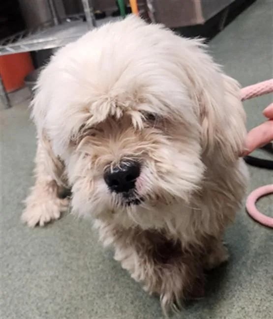 An adult small-sized male Mixed Breed dog named Squalus for adoption in Santa Fe, NM