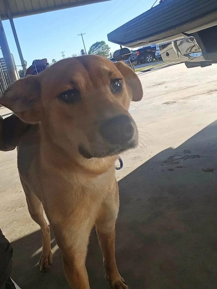 A young medium-sized female Labrador Retriever dog named Rosieaka Rosy for adoption in New York, NY