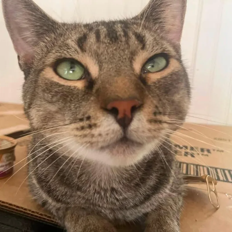 An adult small-sized male Brown / Chocolate Domestic Short Hair cat named Doogie for adoption in Quakertown, PA