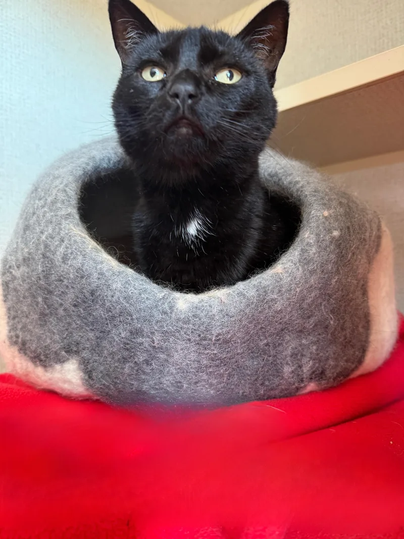 An adult medium-sized female Black Domestic Short Hair cat named Gardenia for adoption in Orleans, VT
