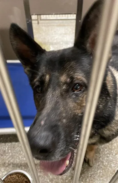 An adult large-sized male German Shepherd Dog dog named King for adoption in Clyde, NC