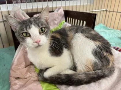 A young large-sized female Domestic Short Hair cat named Dalia for adoption in Pompano Beach, FL