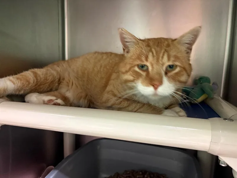 An adult medium-sized male Domestic Short Hair cat named Finnegan Fox for adoption in Olean, NY