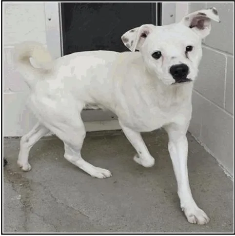 Joe thumbnail 3