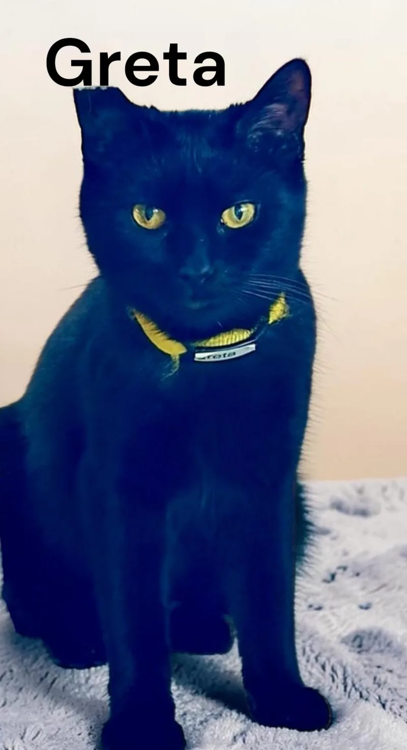 An adult medium-sized female Black Domestic Short Hair cat named Greta for adoption in Weems, VA