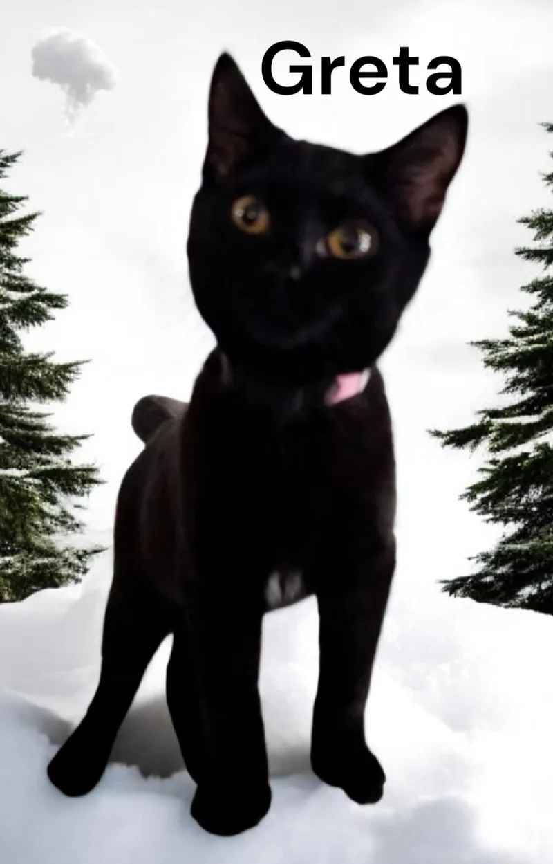 Greta thumbnail 2