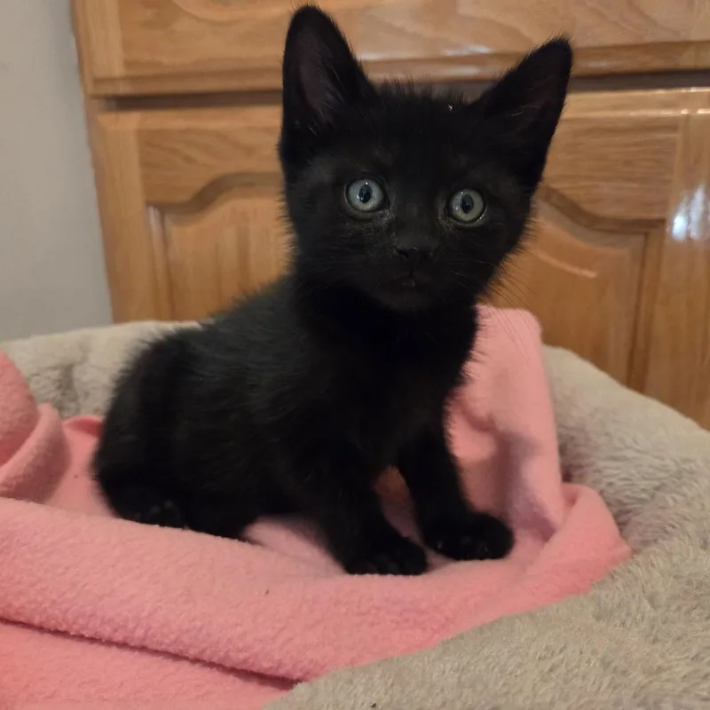 A baby small-sized male Black Domestic Short Hair cat named Croft for adoption in Pasadena, CA