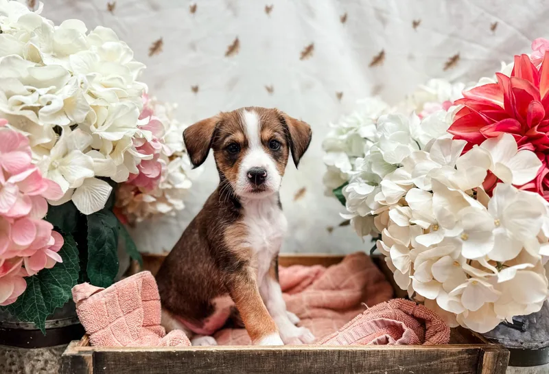 A baby medium-sized female Bicolor Terrier dog named Patty Pan Squash for adoption in Newberg, OR